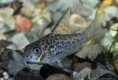 /album/fotogaleria-elcriadero/corydora-loretoensis1-jpg2/
